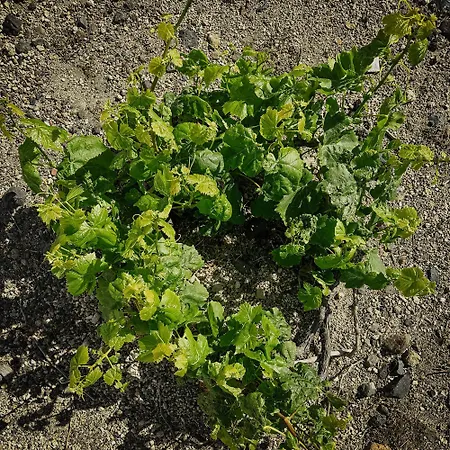 Zana's Villas-zenia Akrotírion